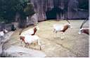 05-gazelles.jpg