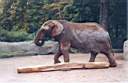 06-vieil-elephant.jpg