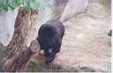 08-ours-petit.jpg