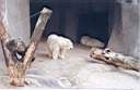 11-ours-blanc.jpg