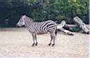 12-zebre.jpg