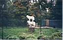 13-loups-blancs.jpg