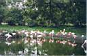 17-flamands.jpg