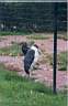 18-marabou.jpg