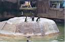 19-pinguins.jpg