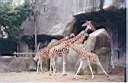 20-girafe.jpg