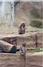 22-singes.jpg
