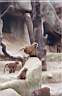 23-singes.jpg